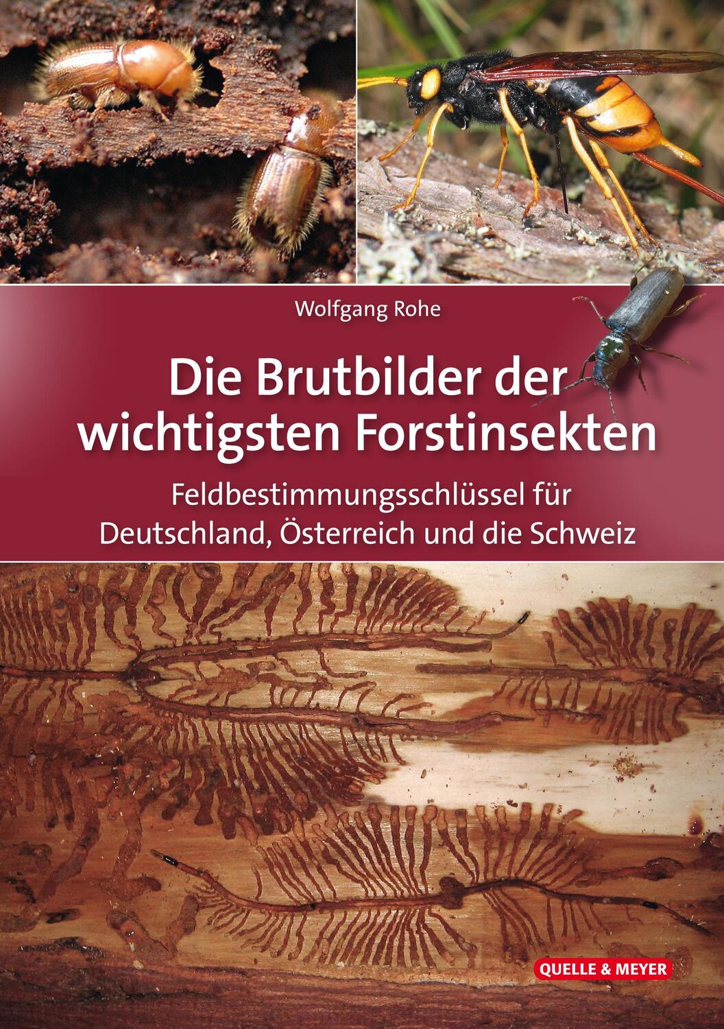 Cover: 9783494019758 | Die Brutbilder der wichtigsten Forstinsekten | Wolfgang Rohe | Buch