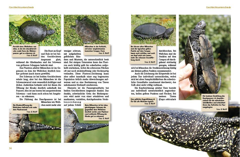 Bild: 9783866592896 | Europäische Sumpfschildkröten | Lebensweise, Haltung, Nachzucht | Buch