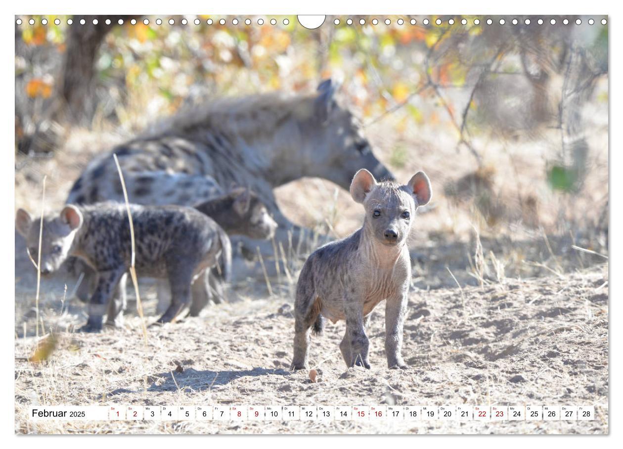 Bild: 9783435364985 | Hyänen - groß und klein (Wandkalender 2025 DIN A3 quer), CALVENDO...