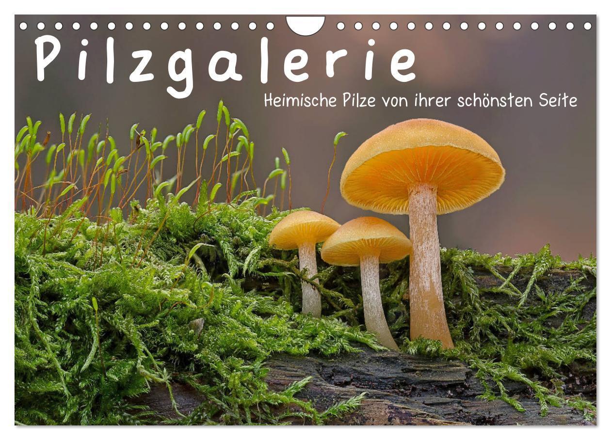 Cover: 9783383024412 | Pilzgalerie - Heimische Pilze von ihrer schönsten Seite...