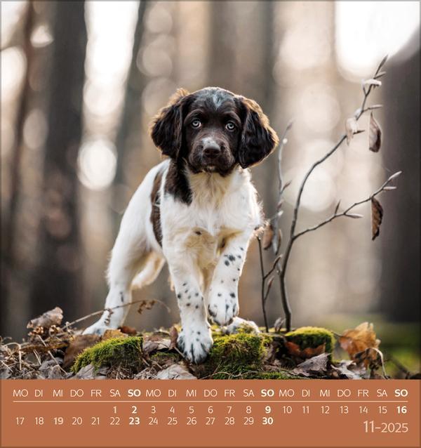 Bild: 9783731876717 | Hunde 2025 | aufstellbarer Postkartenkalender | Verlag Korsch | 13 S.