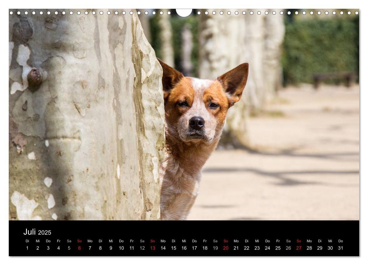 Bild: 9783435463558 | Australian Cattle Dogs zwischen Kunst und Kultur (Wandkalender 2025...