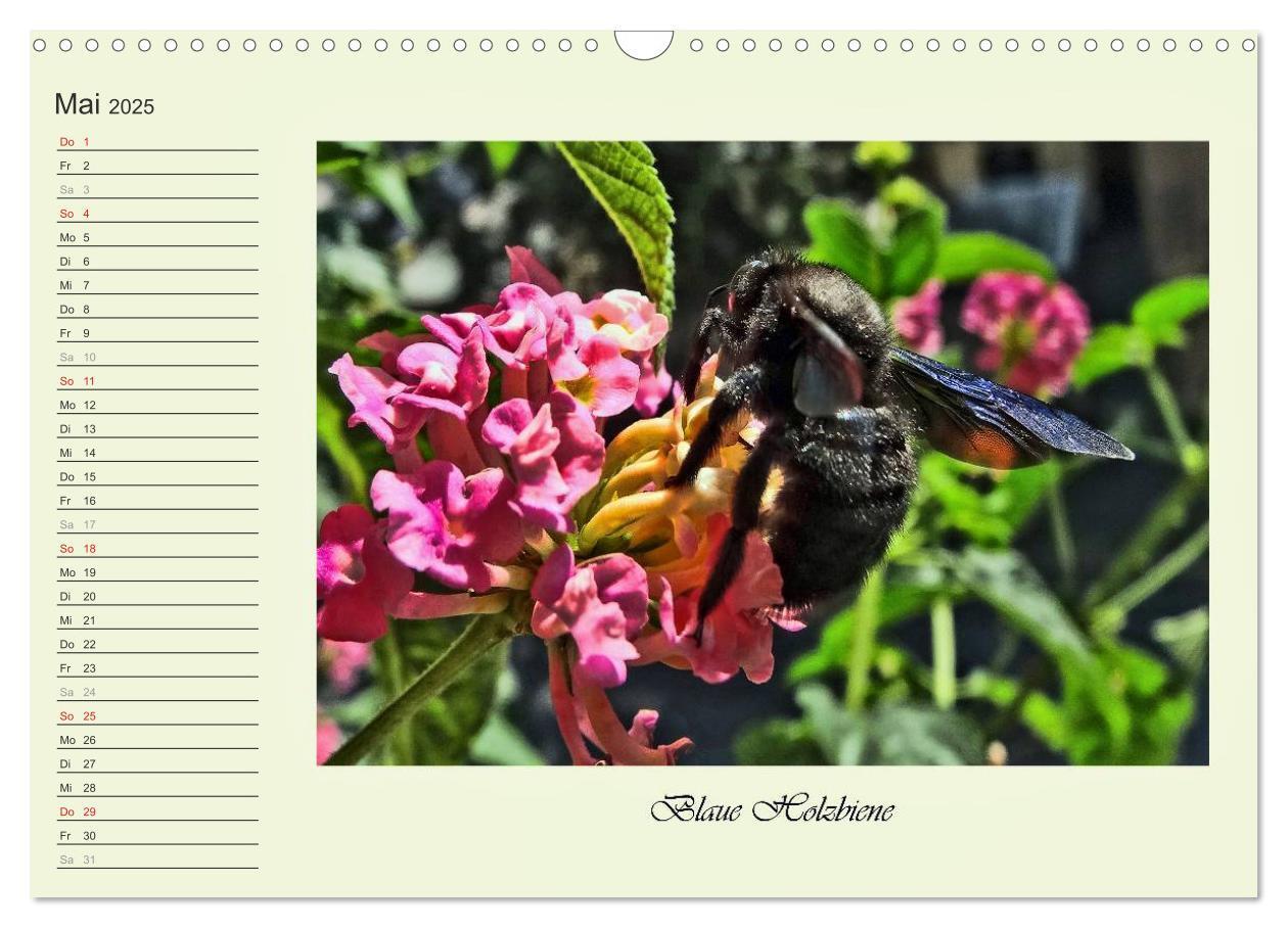 Bild: 9783435521821 | Blaue Holzbiene ¿ Hummel ¿ und Taubenschwänzchen. (Wandkalender...