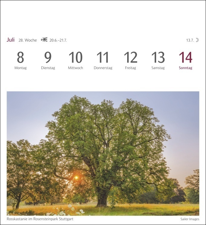 Bild: 9783840031144 | Bäume Postkartenkalender 2024. Fotokalender mit 53 Postkarten zum...