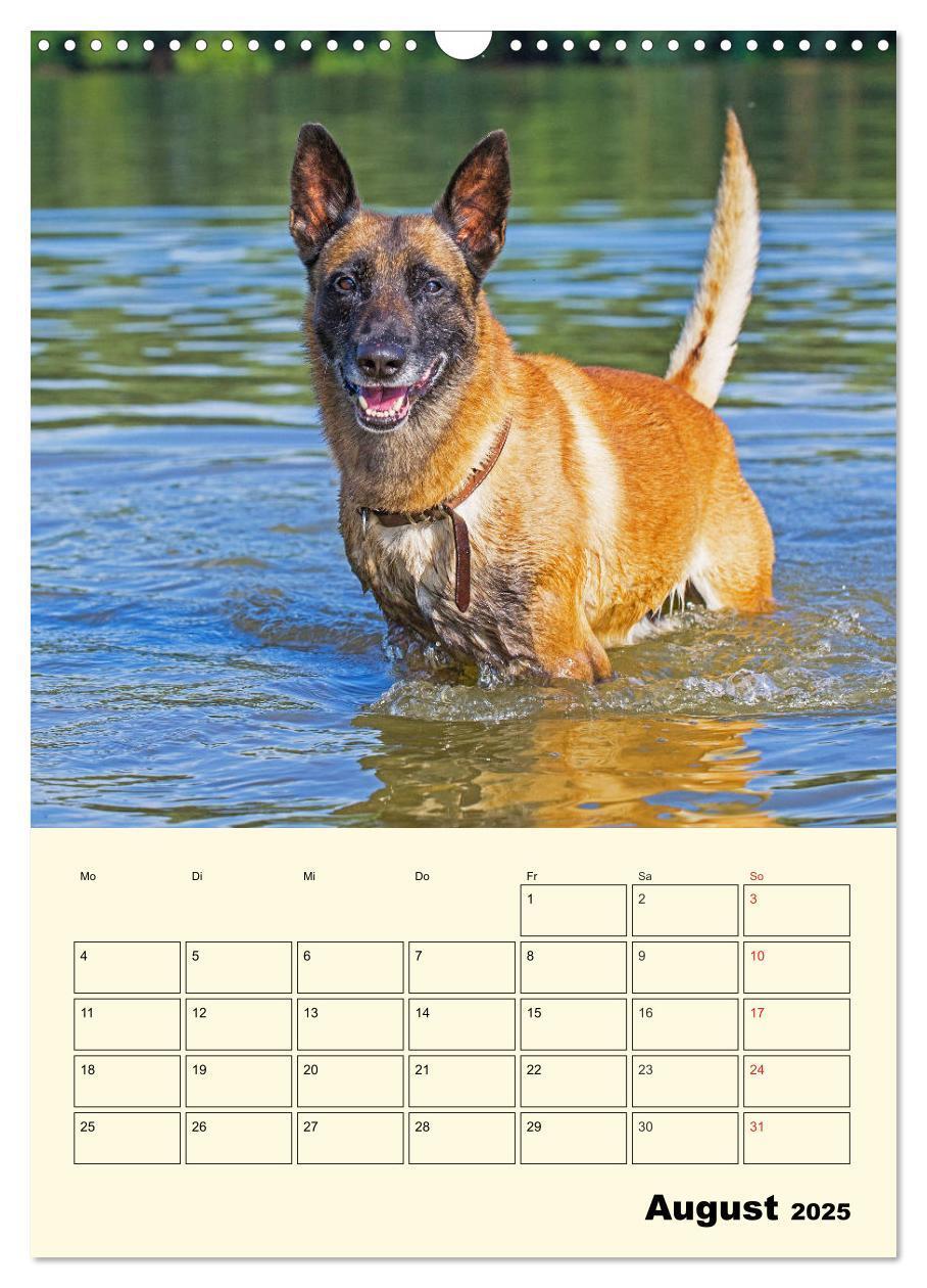 Bild: 9783435958788 | Familienplaner Tausendsassa Malinois (Wandkalender 2025 DIN A3...