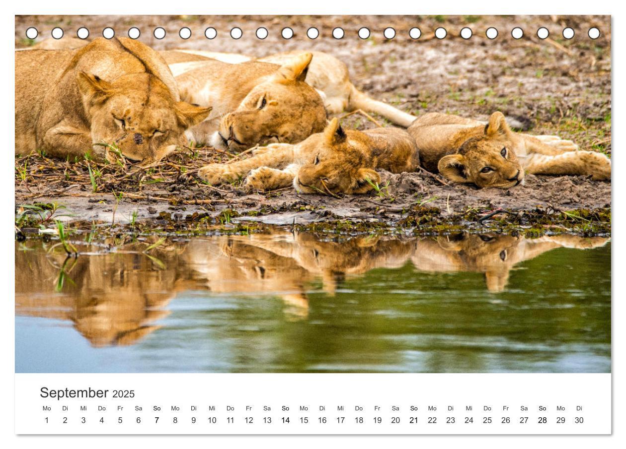 Bild: 9783383956713 | Botswana - Grandiose Wildnis (Tischkalender 2025 DIN A5 quer),...