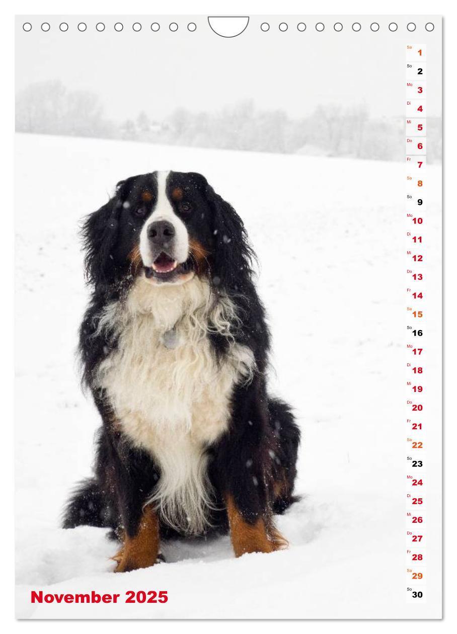 Bild: 9783457032602 | BÄR - Der Berner Sennenhund (Wandkalender 2025 DIN A4 hoch),...