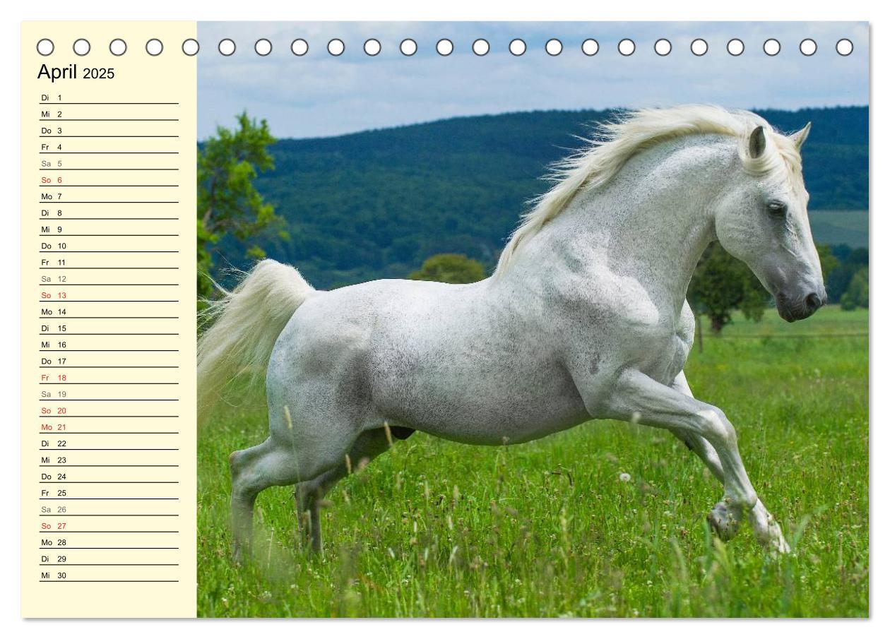 Bild: 9783435543991 | Traumpferd Lipizzaner (Tischkalender 2025 DIN A5 quer), CALVENDO...