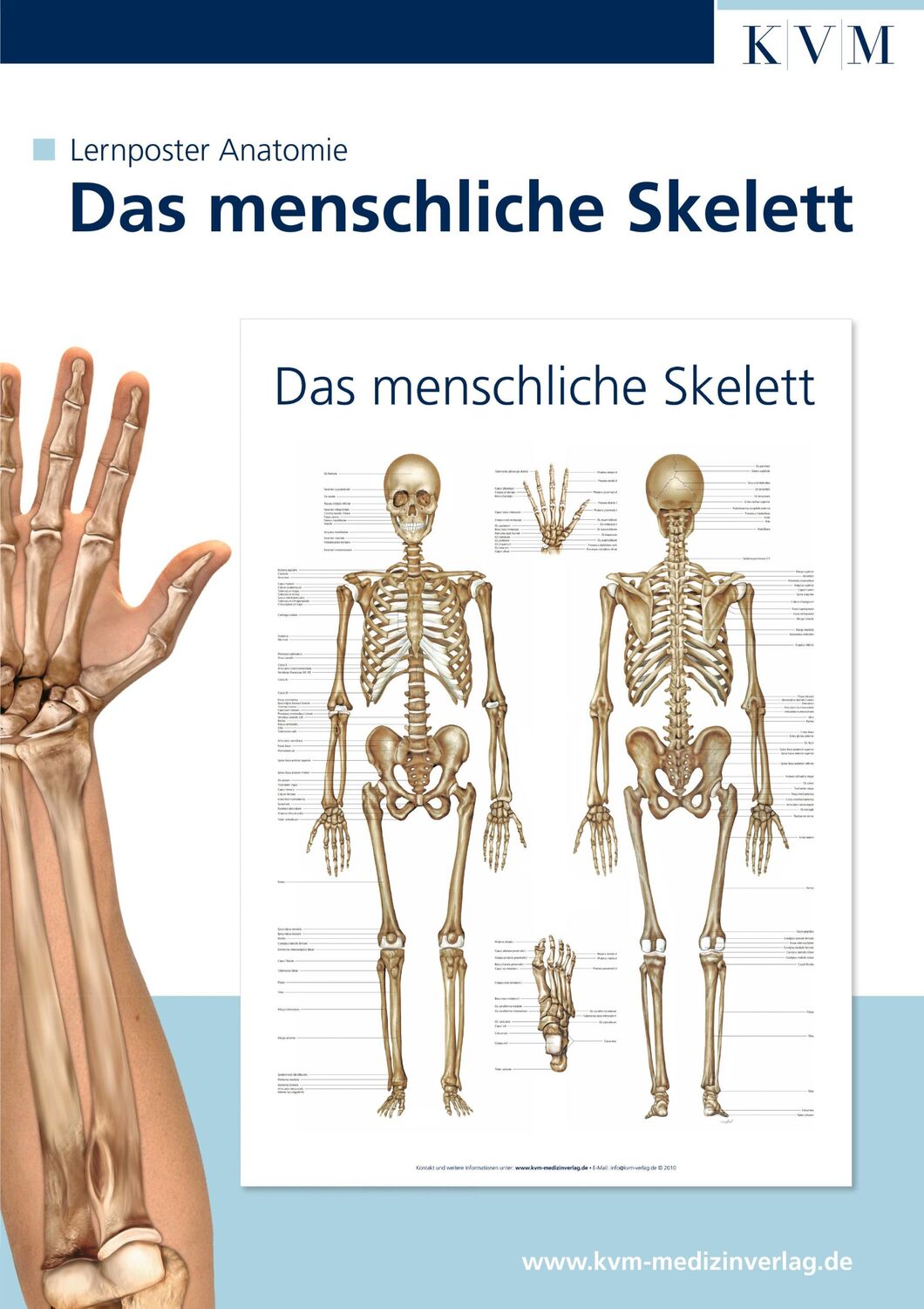 Cover: 9783940698124 | Anatomie Lernposter. Das menschliche Skelett | Poster | 1 S. | Deutsch