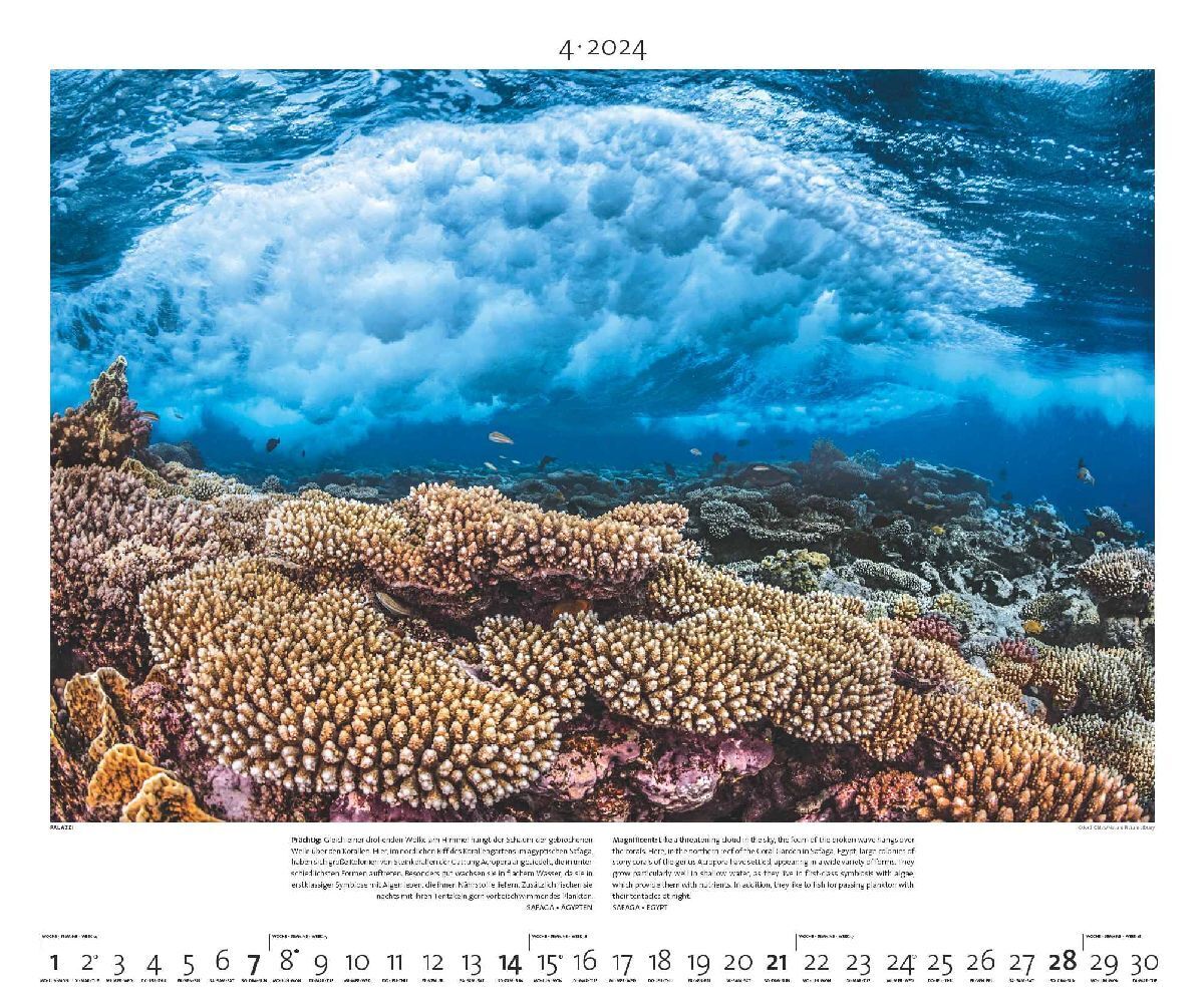 Bild: 4251734300539 | Lebensraum Meer 2024 - Bild-Kalender - Poster-Kalender - 60x50 | 28 S.
