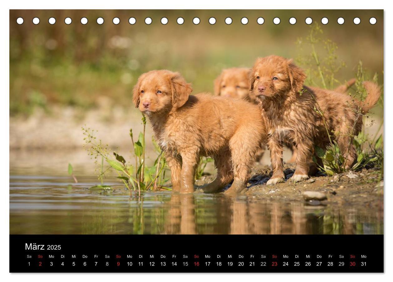 Bild: 9783435626076 | Toller - Nova Scotia Duck Tolling Retriever (Tischkalender 2025 DIN...