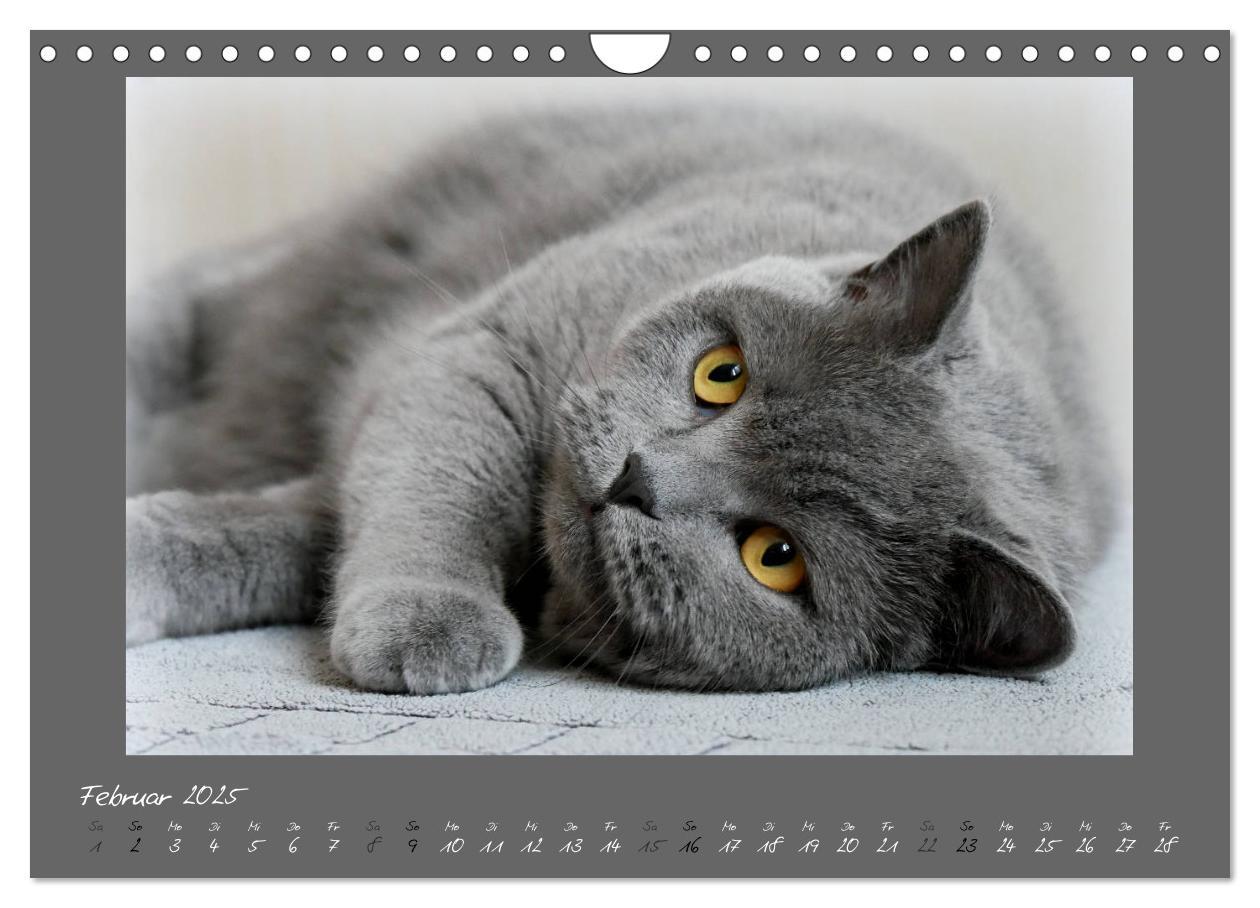 Bild: 9783435401673 | GRAUE ENGEL Britischkurzhaar-Katzen (Wandkalender 2025 DIN A4...