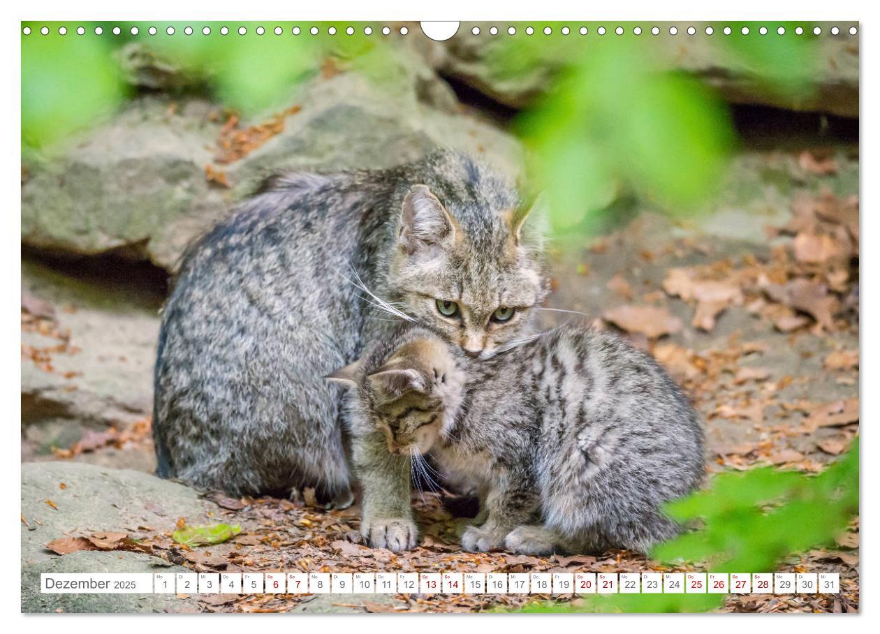 Bild: 9783435231089 | Wildkatzenbabys - wild und zuckersüß. (Wandkalender 2025 DIN A3...