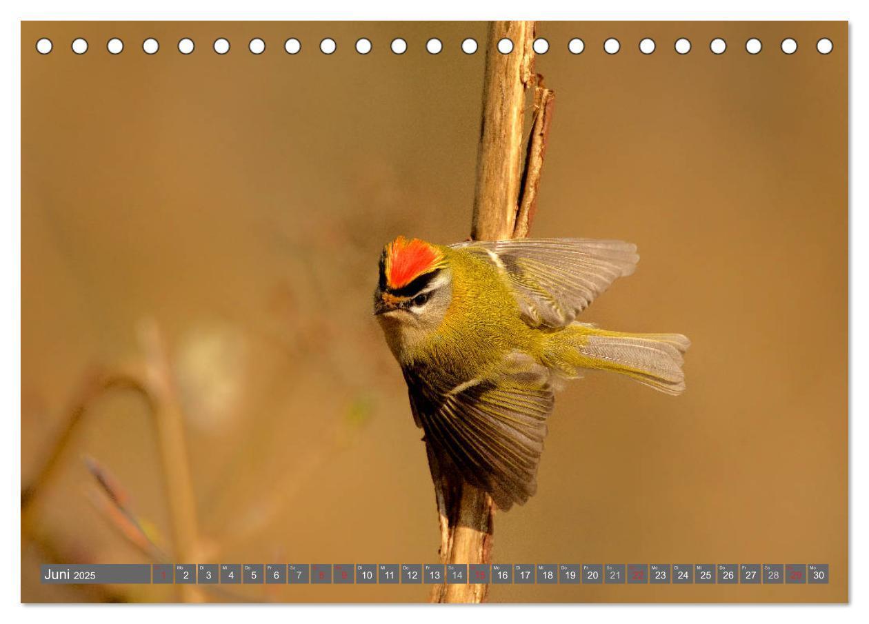 Bild: 9783435824953 | INNE BOTANIK - Vögel im Ruhrpott (Tischkalender 2025 DIN A5 quer),...