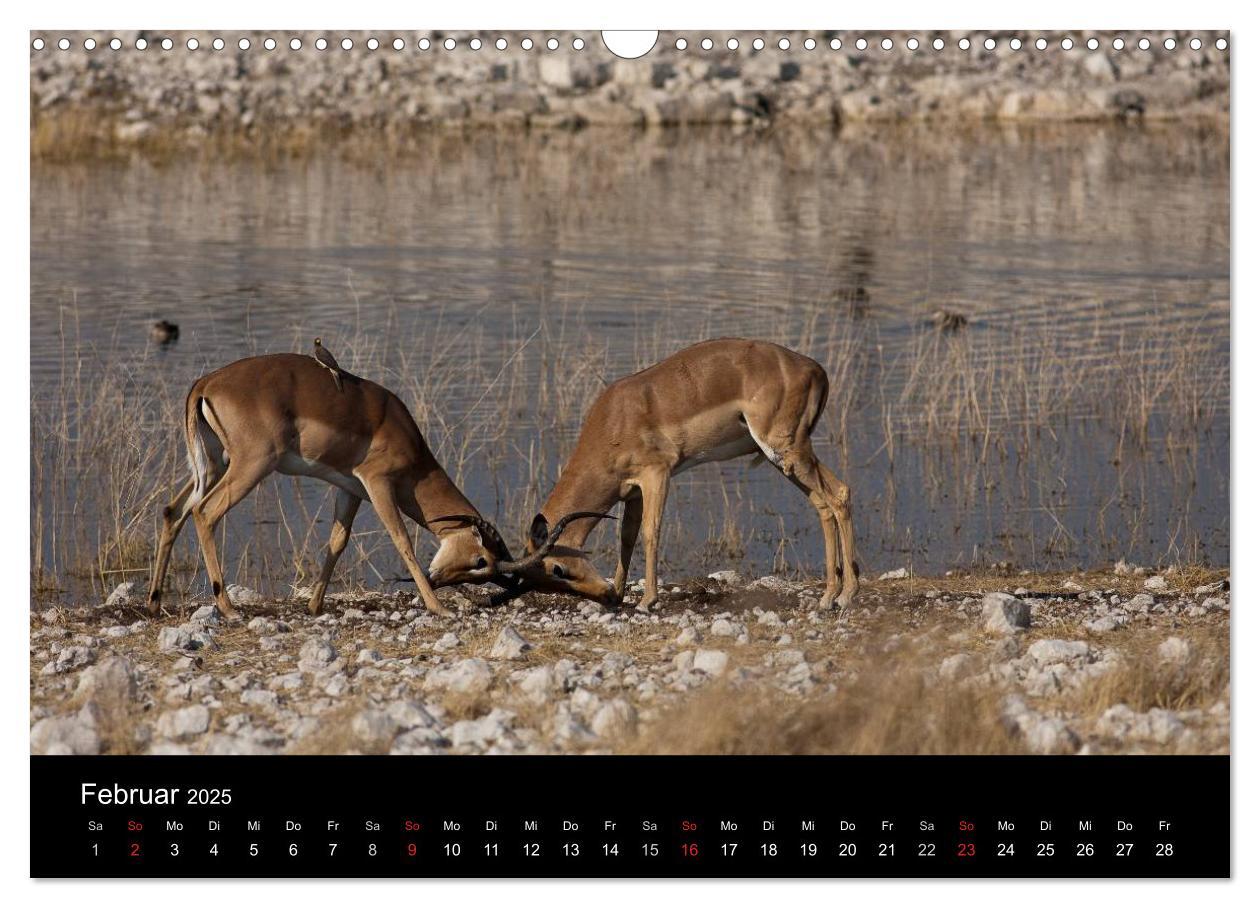 Bild: 9783435837793 | Wildlife Namibia (Wandkalender 2025 DIN A3 quer), CALVENDO...