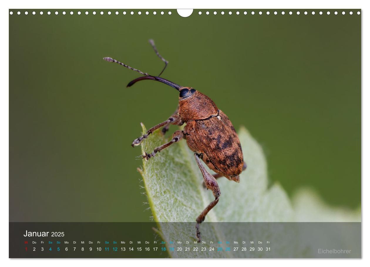 Bild: 9783383992971 | Kleine Kostbarkeiten Insekten (Wandkalender 2025 DIN A3 quer),...