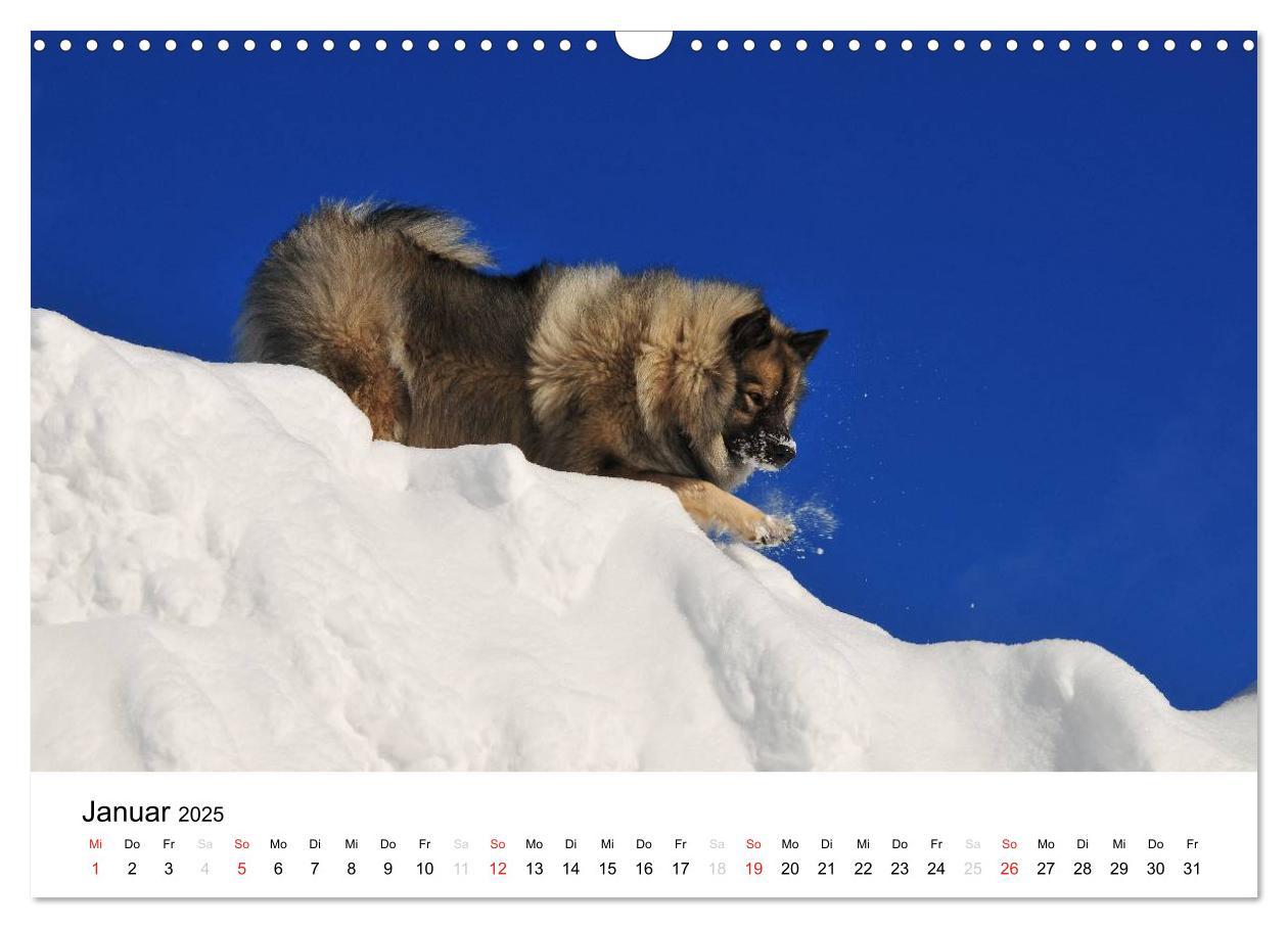 Bild: 9783435804962 | Der Wolfsspitz (Wandkalender 2025 DIN A3 quer), CALVENDO...