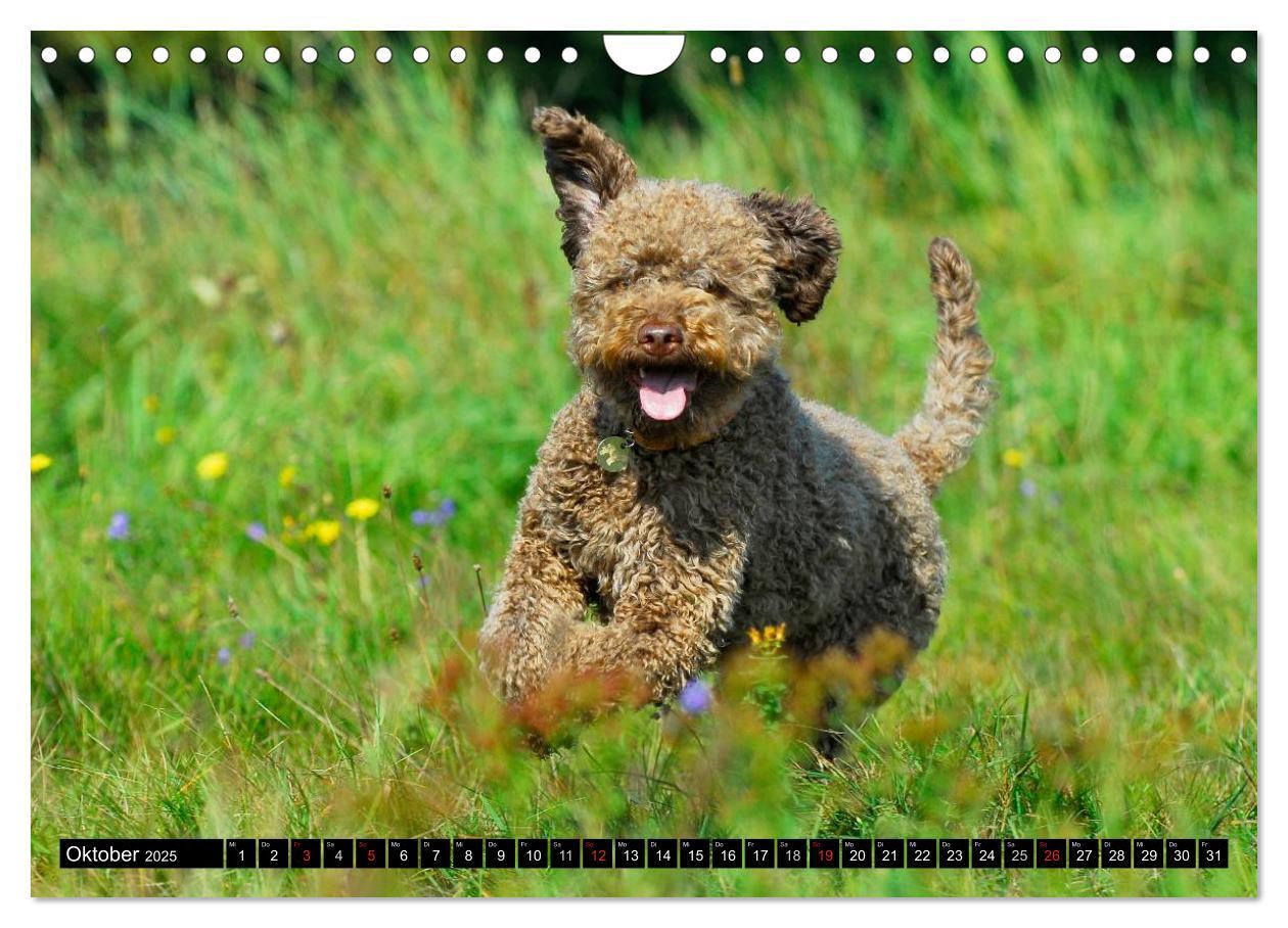 Bild: 9783435570898 | Lagotto Romagnolo - Italienischer Trüffelhund (Wandkalender 2025...