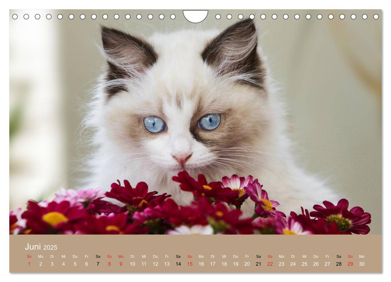 Bild: 9783435492268 | Verliebt in Ragdolls ... die sanfte Katzenrasse (Wandkalender 2025...