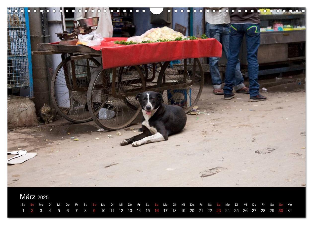 Bild: 9783435801435 | Straßenhunde (Wandkalender 2025 DIN A3 quer), CALVENDO Monatskalender