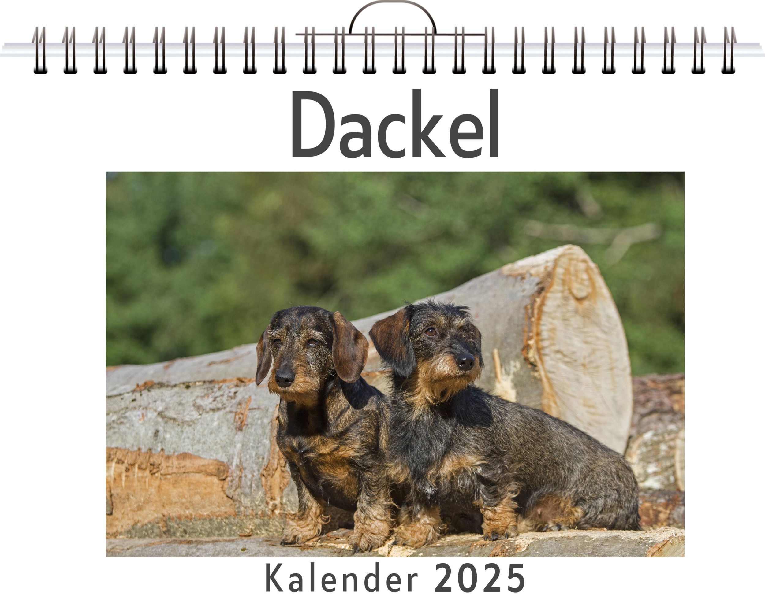 Cover: 9783759132772 | Dackel | Tim Lange | Kalender | Kalender | 14 S. | Deutsch | FlipFlop