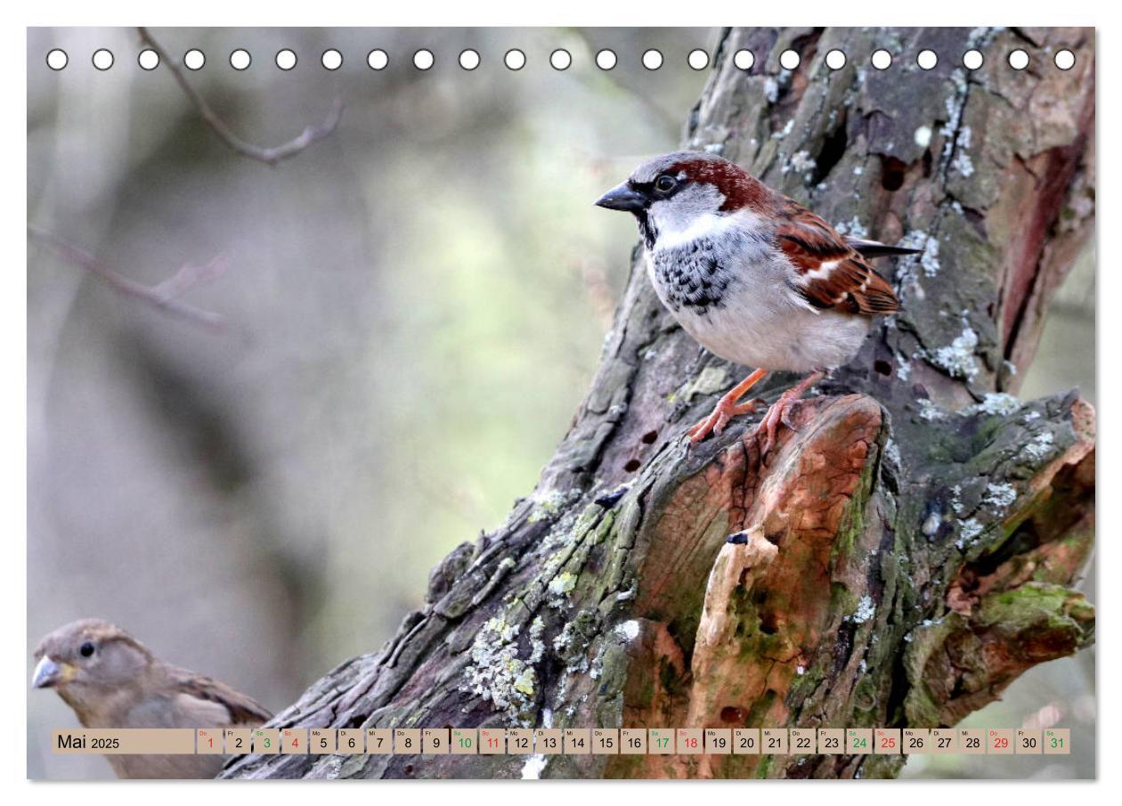 Bild: 9783435147212 | Gefiederte Gesellen - Vögel aus Wald und Garten (Tischkalender 2025...