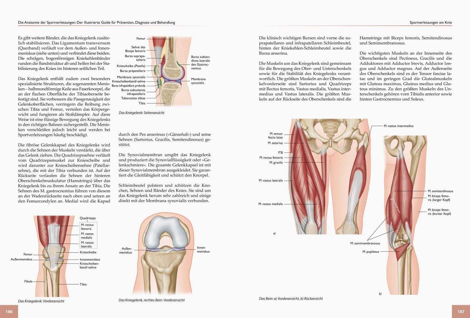 Bild: 9783767912335 | Die Anatomie der Sportverletzungen | Brad Walker | Taschenbuch | 2018