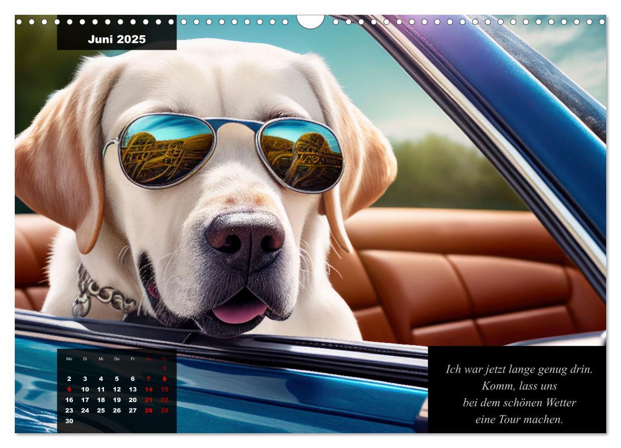 Bild: 9783435368143 | Der witzige Labrador-Kalender (Wandkalender 2025 DIN A3 quer),...