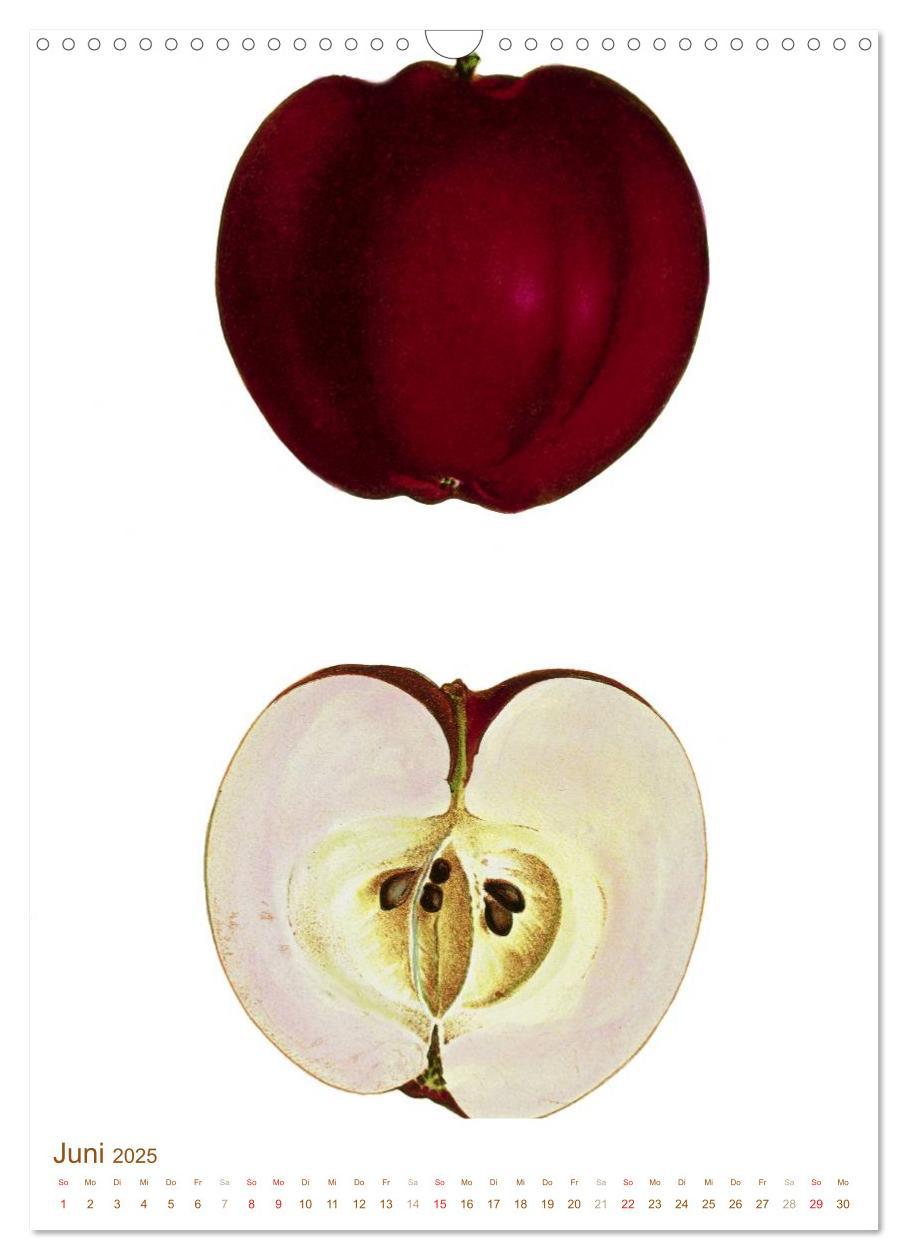 Bild: 9783457046357 | Obstbäume: Botanische Zeichnungen und historische Stiche...