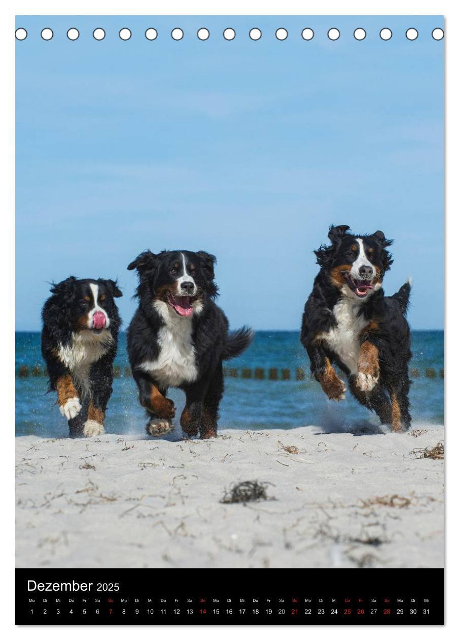 Bild: 9783457068489 | Berner Sennenhund 2025 (Tischkalender 2025 DIN A5 hoch), CALVENDO...