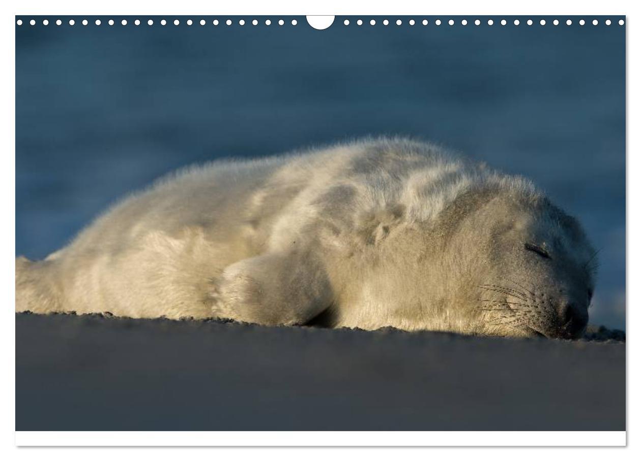 Bild: 9783435718733 | Robben auf Helgoland 2025 (Wandkalender 2025 DIN A3 quer), CALVENDO...