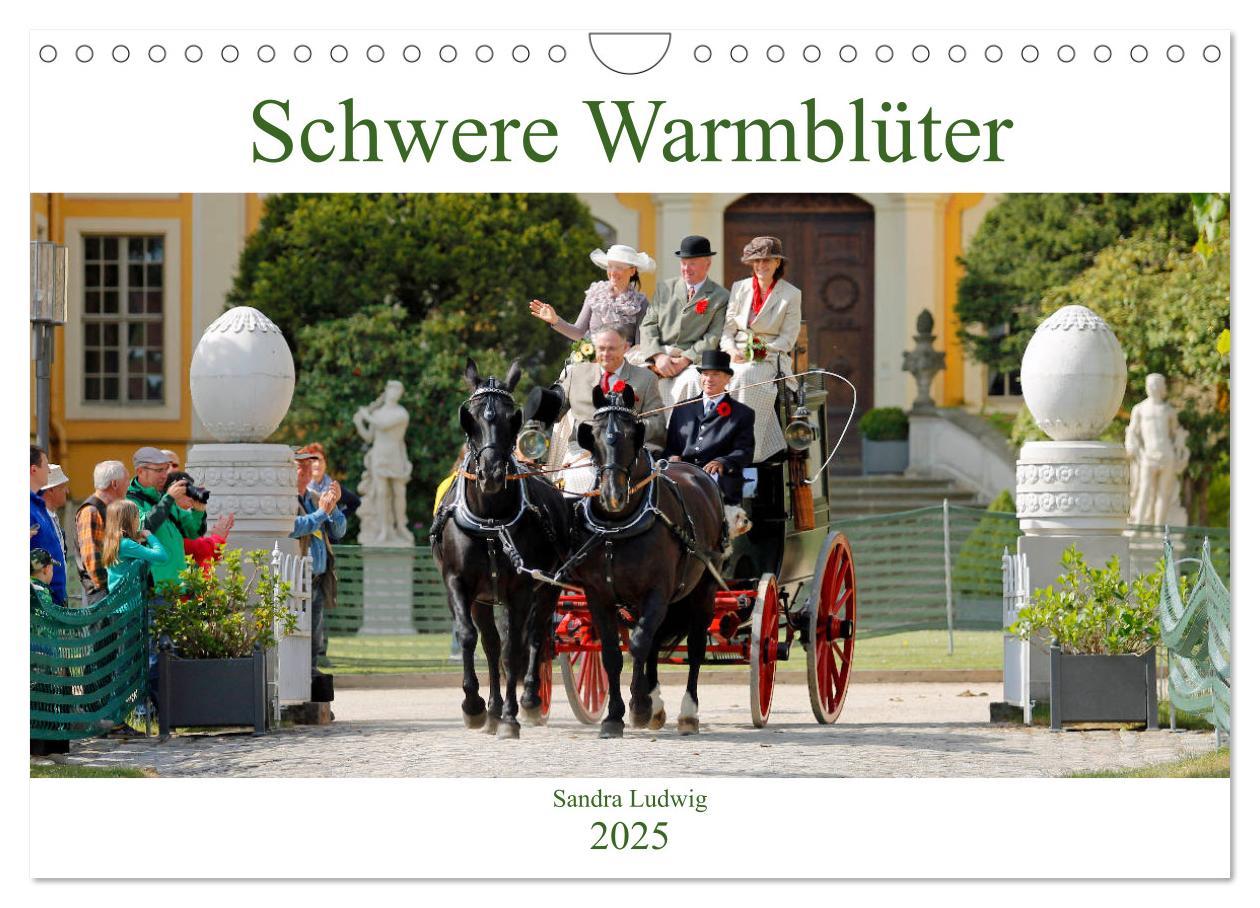 Cover: 9783435395590 | Schwere Warmblüter 2025 (Wandkalender 2025 DIN A4 quer), CALVENDO...