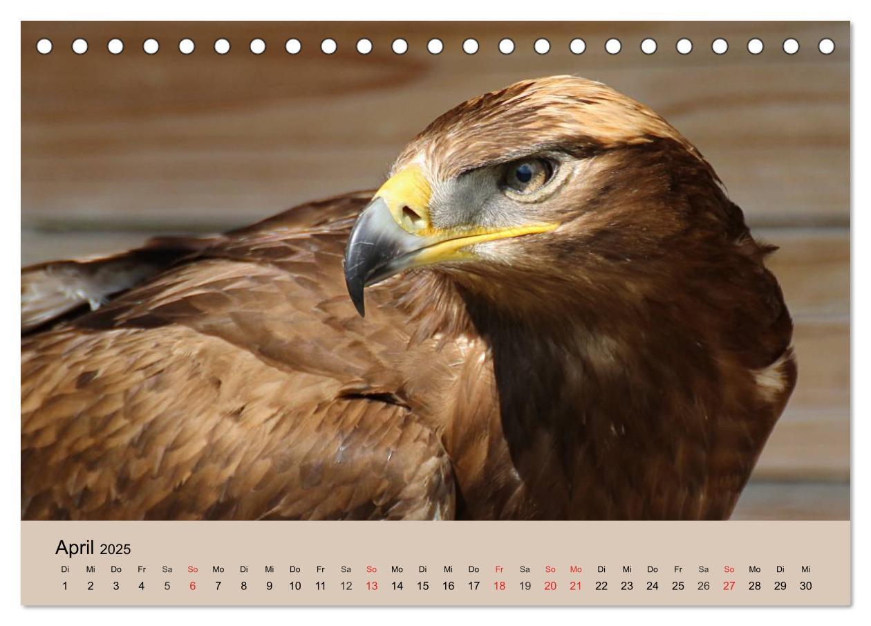 Bild: 9783435514298 | Der Steinadler. Majestätischer Greifvogel (Tischkalender 2025 DIN...