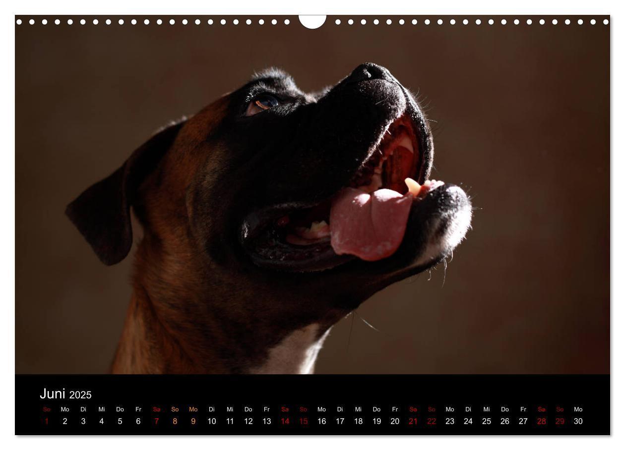 Bild: 9783435436255 | Liebenswerte Boxer (Wandkalender 2025 DIN A3 quer), CALVENDO...