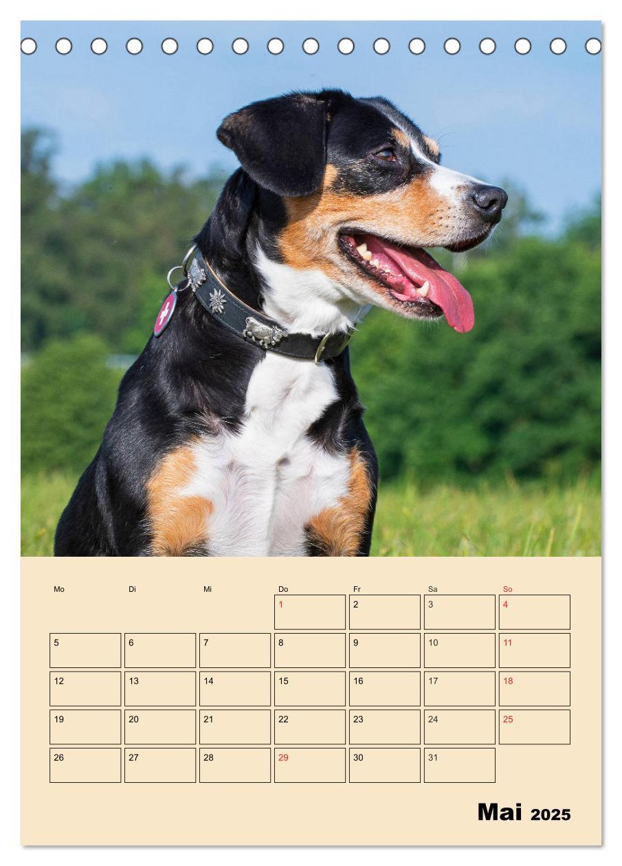 Bild: 9783435944408 | Jahresplaner Entlebucher Sennenhund (Tischkalender 2025 DIN A5...