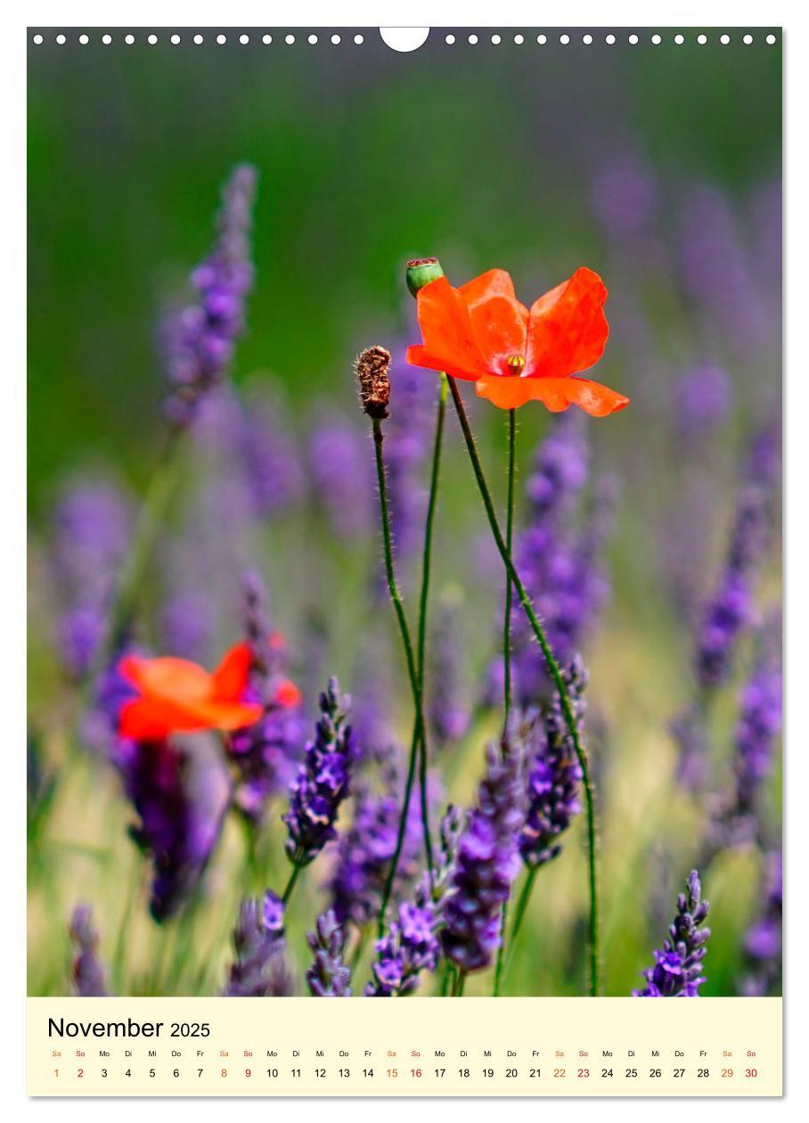 Bild: 9783435901814 | Provence Lavendel Paradies (Wandkalender 2025 DIN A3 hoch),...