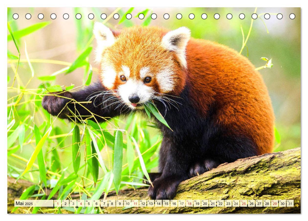 Bild: 9783435177394 | Roter Panda. Die superknuddeligen Katzenbären (Tischkalender 2025...