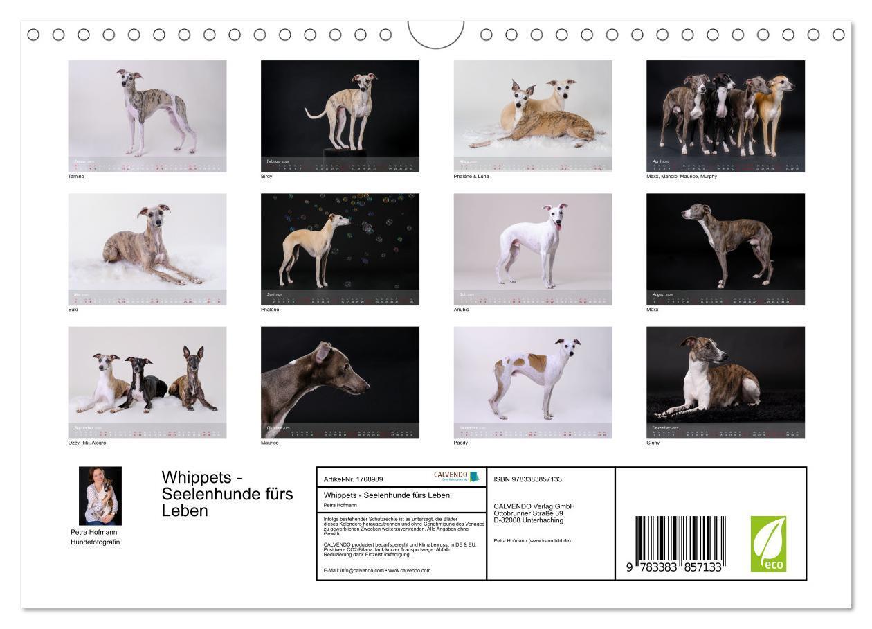 Bild: 9783383857133 | Whippets - Seelenhunde fürs Leben (Wandkalender 2025 DIN A4 quer),...