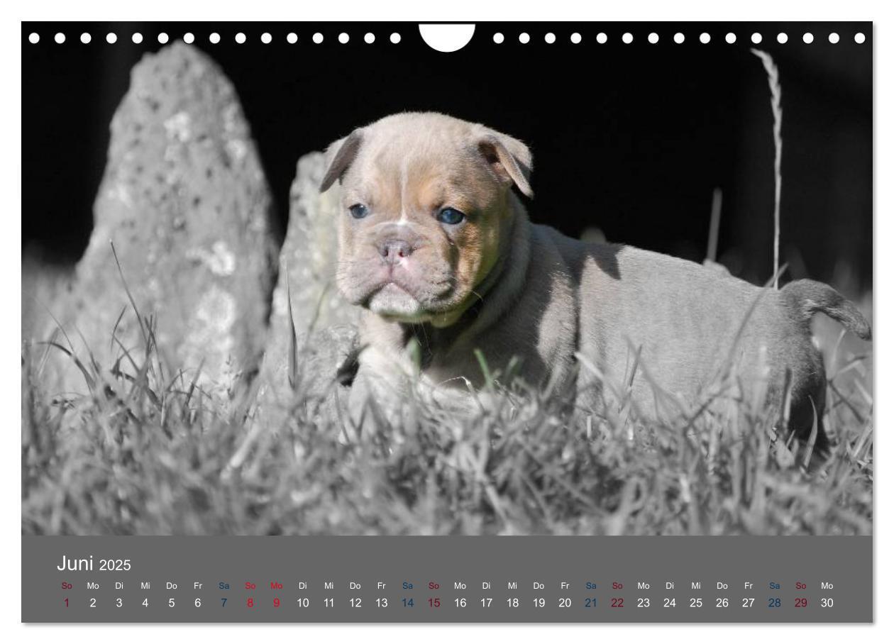 Bild: 9783435761524 | Bulldoggen-Zwerge (Wandkalender 2025 DIN A4 quer), CALVENDO...