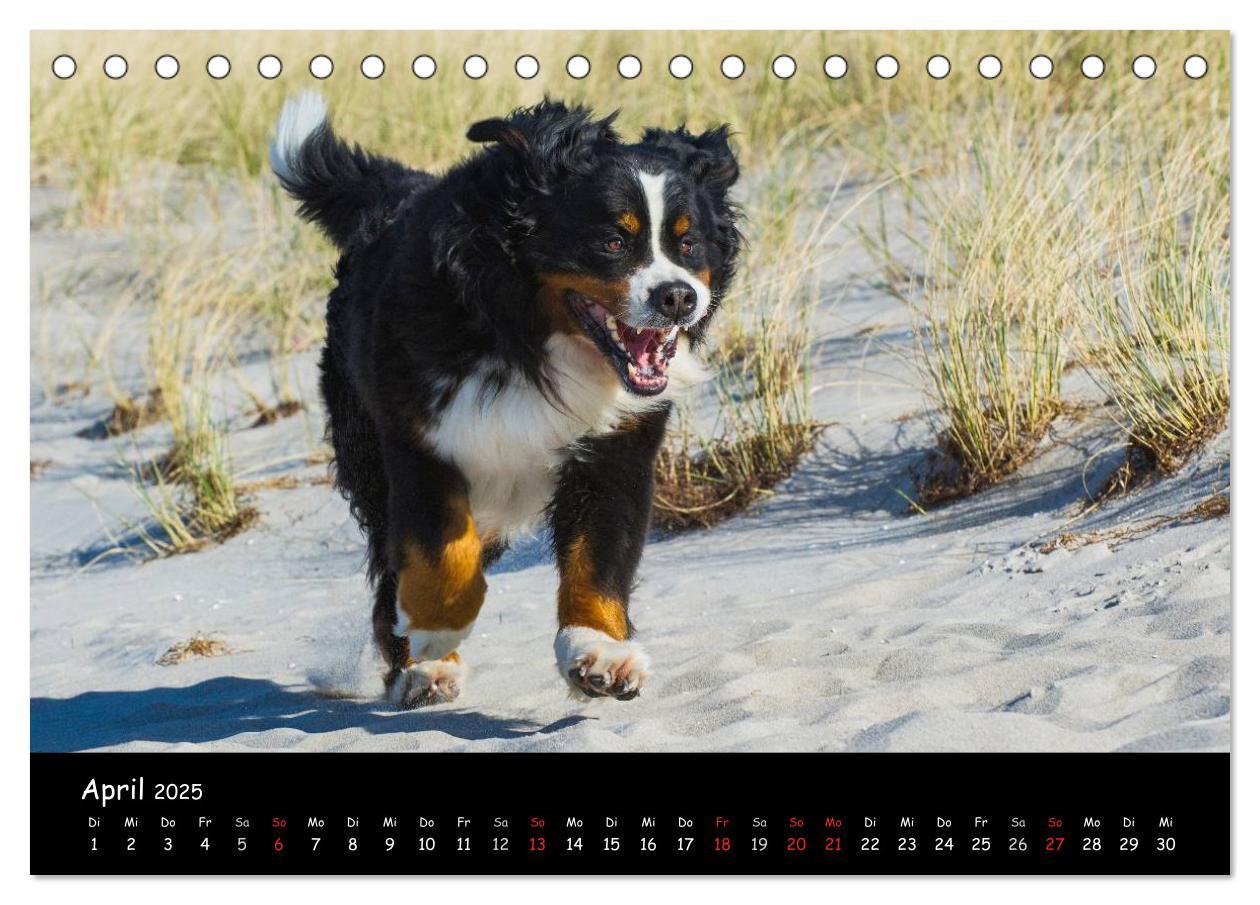 Bild: 9783435769643 | Berner Sennenhund 2025 (Tischkalender 2025 DIN A5 quer), CALVENDO...