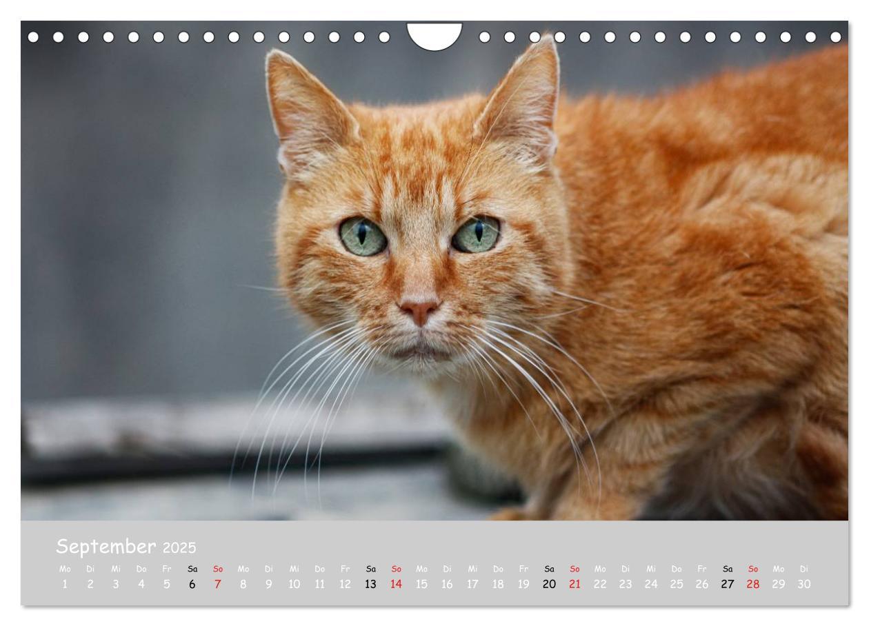 Bild: 9783435787975 | Katzen des Südens (Wandkalender 2025 DIN A4 quer), CALVENDO...