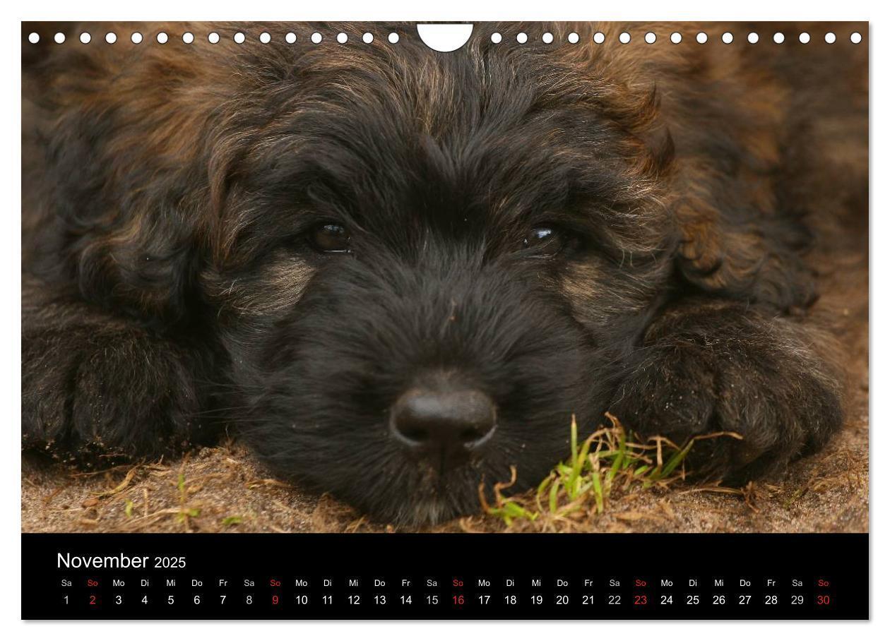 Bild: 9783435748402 | Bouvier des Flandres (Wandkalender 2025 DIN A4 quer), CALVENDO...