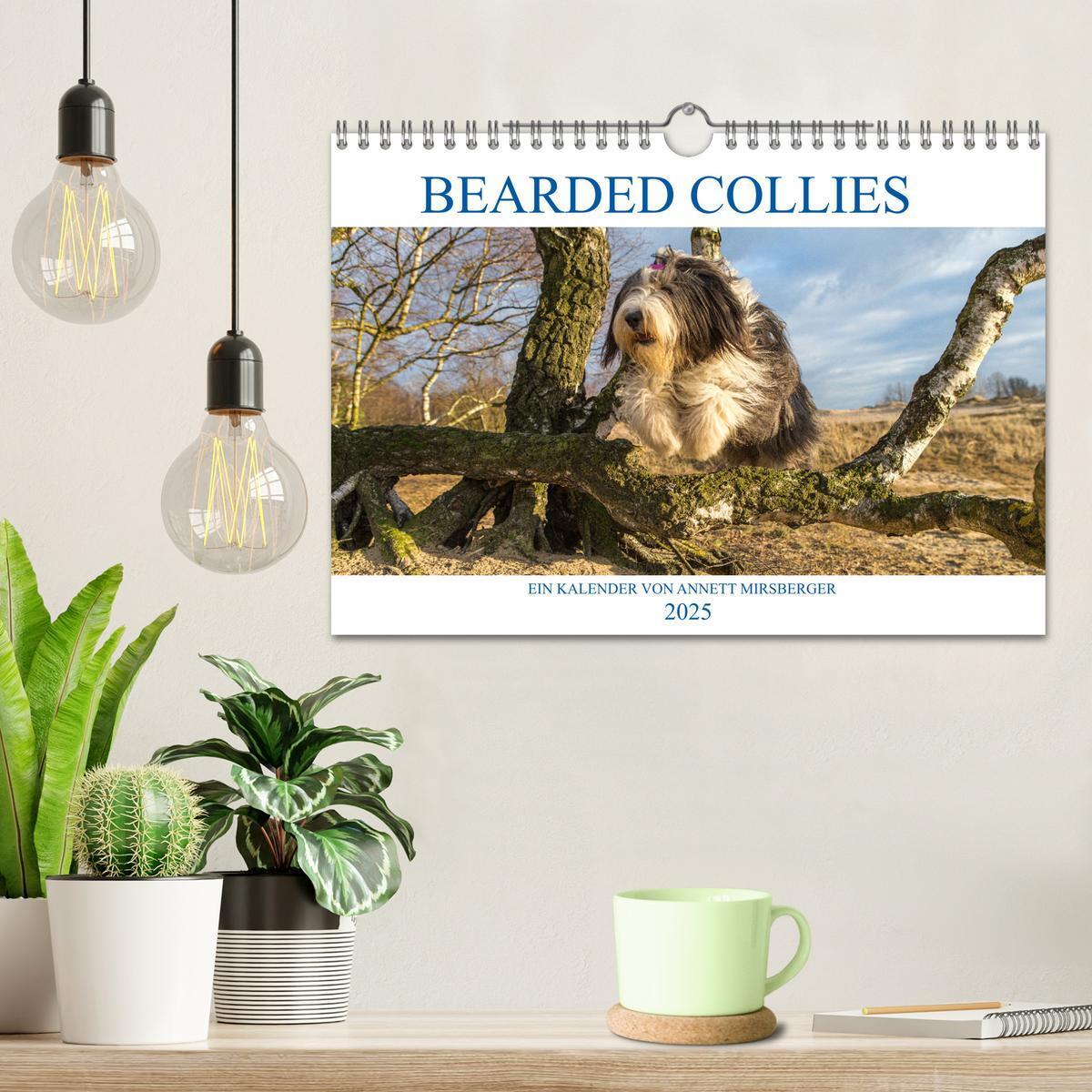 Bild: 9783435427239 | BEARDED COLLIES 2025 (Wandkalender 2025 DIN A4 quer), CALVENDO...