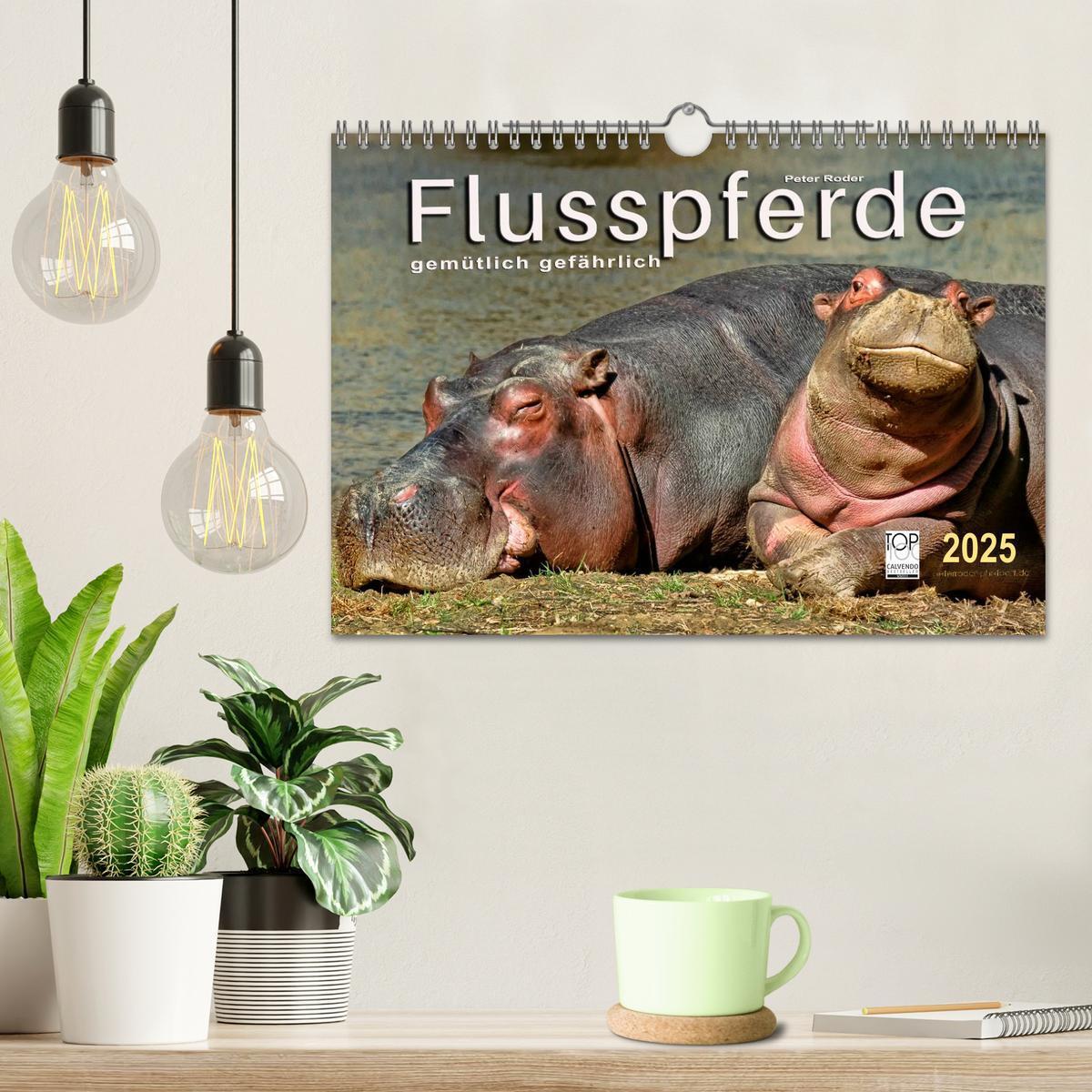 Bild: 9783435470976 | Flusspferde - gemütlich gefährlich (Wandkalender 2025 DIN A4 quer),...