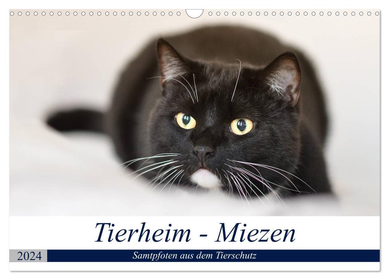 Cover: 9783383345357 | Tierheim - Miezen (Wandkalender 2024 DIN A3 quer), CALVENDO...