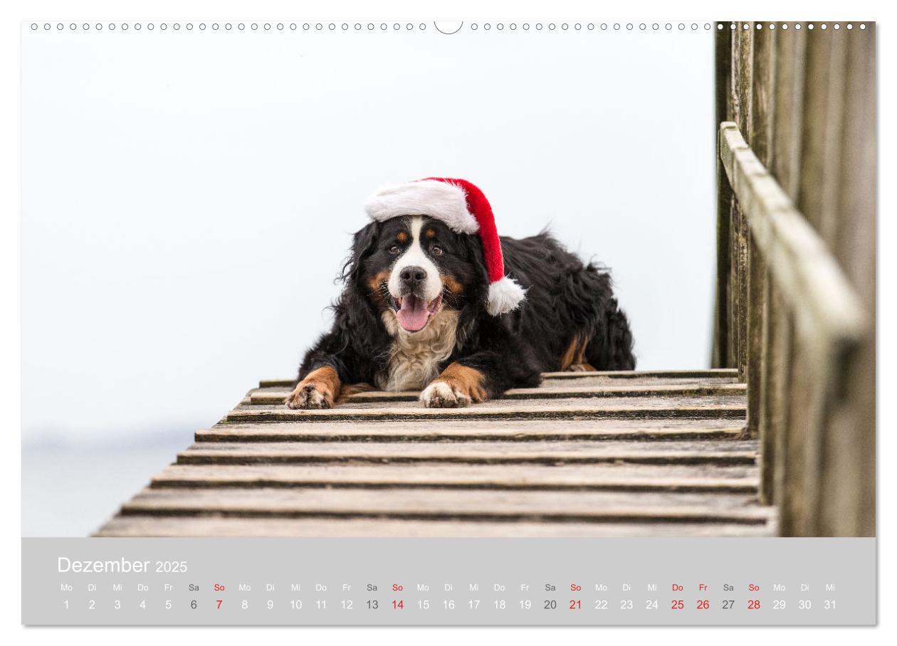 Bild: 9783435659012 | Liebling BERNER SENNENHUND (Wandkalender 2025 DIN A2 quer),...