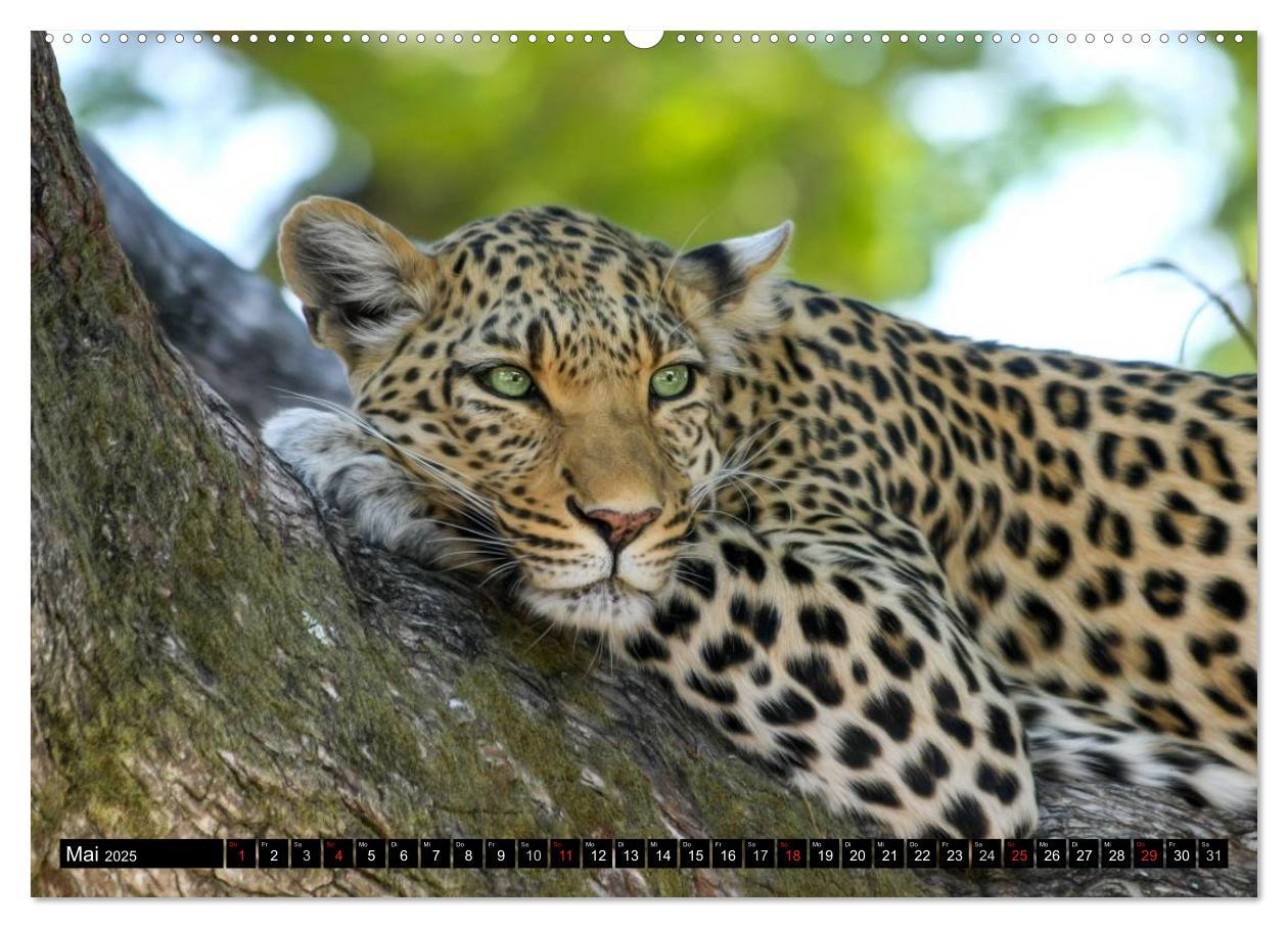 Bild: 9783435737727 | Die Lautlosen. Geparden und Leoparden (Wandkalender 2025 DIN A2...