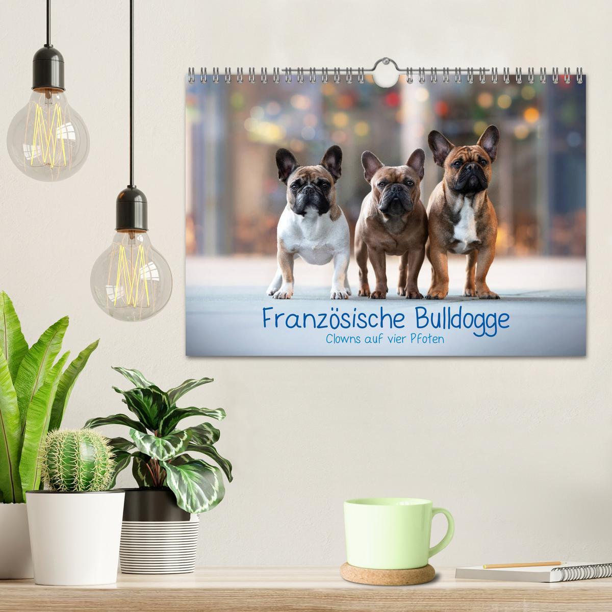 Bild: 9783435222506 | Französische Bulldogge - Clowns auf vier Pfoten (Wandkalender 2025...