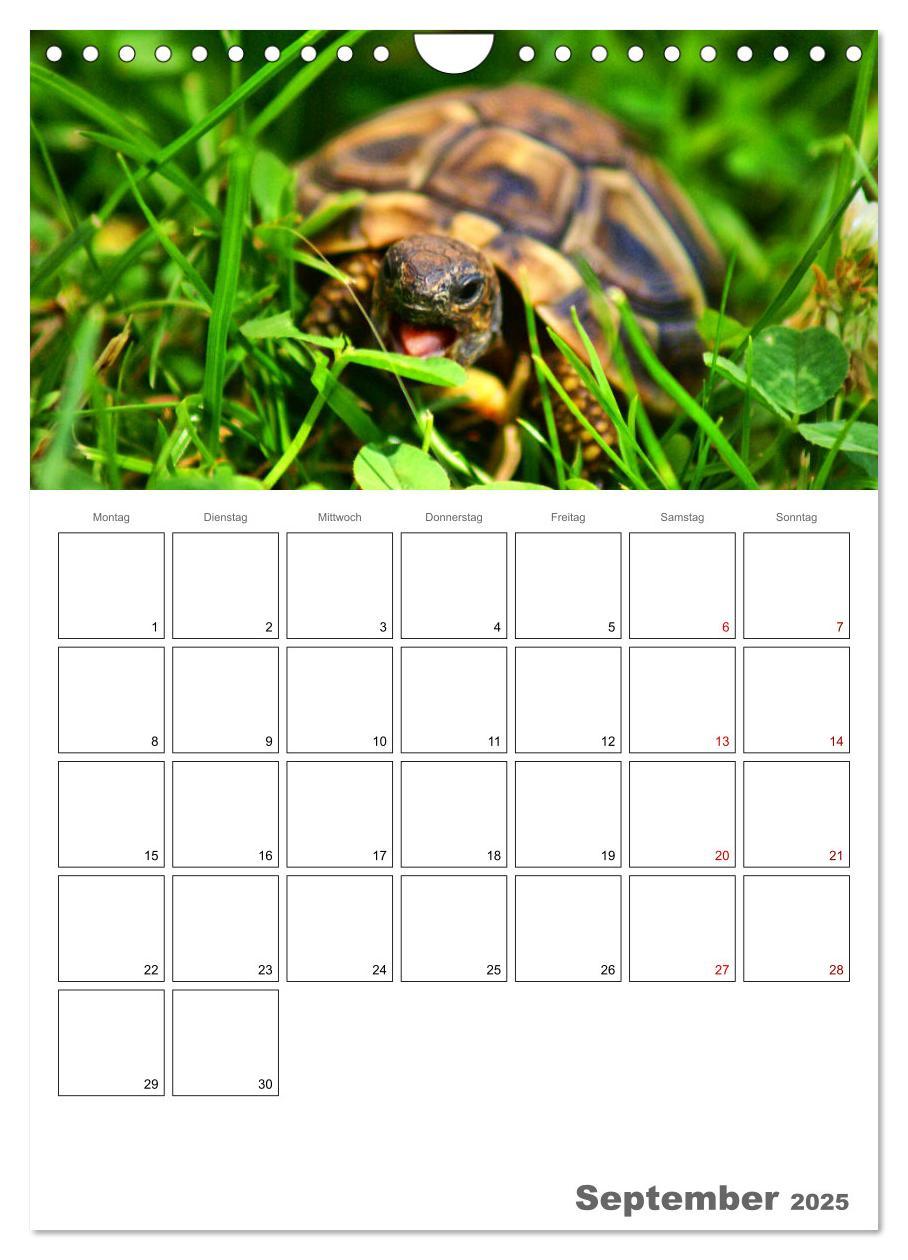 Bild: 9783457004876 | Langsame Schildkröten (Wandkalender 2025 DIN A4 hoch), CALVENDO...