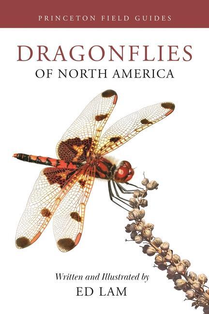 Cover: 9780691232874 | Dragonflies of North America | Ed Lam | Taschenbuch | Englisch | 2024